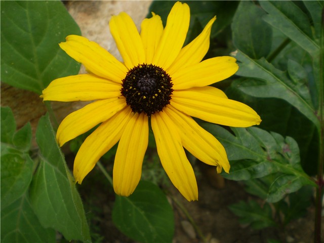 pupavica